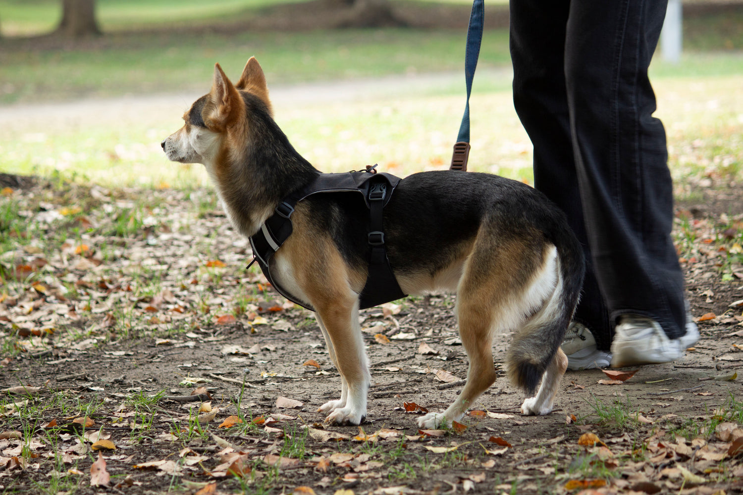 MOUNTAIN TREK HARNESS-BLACK