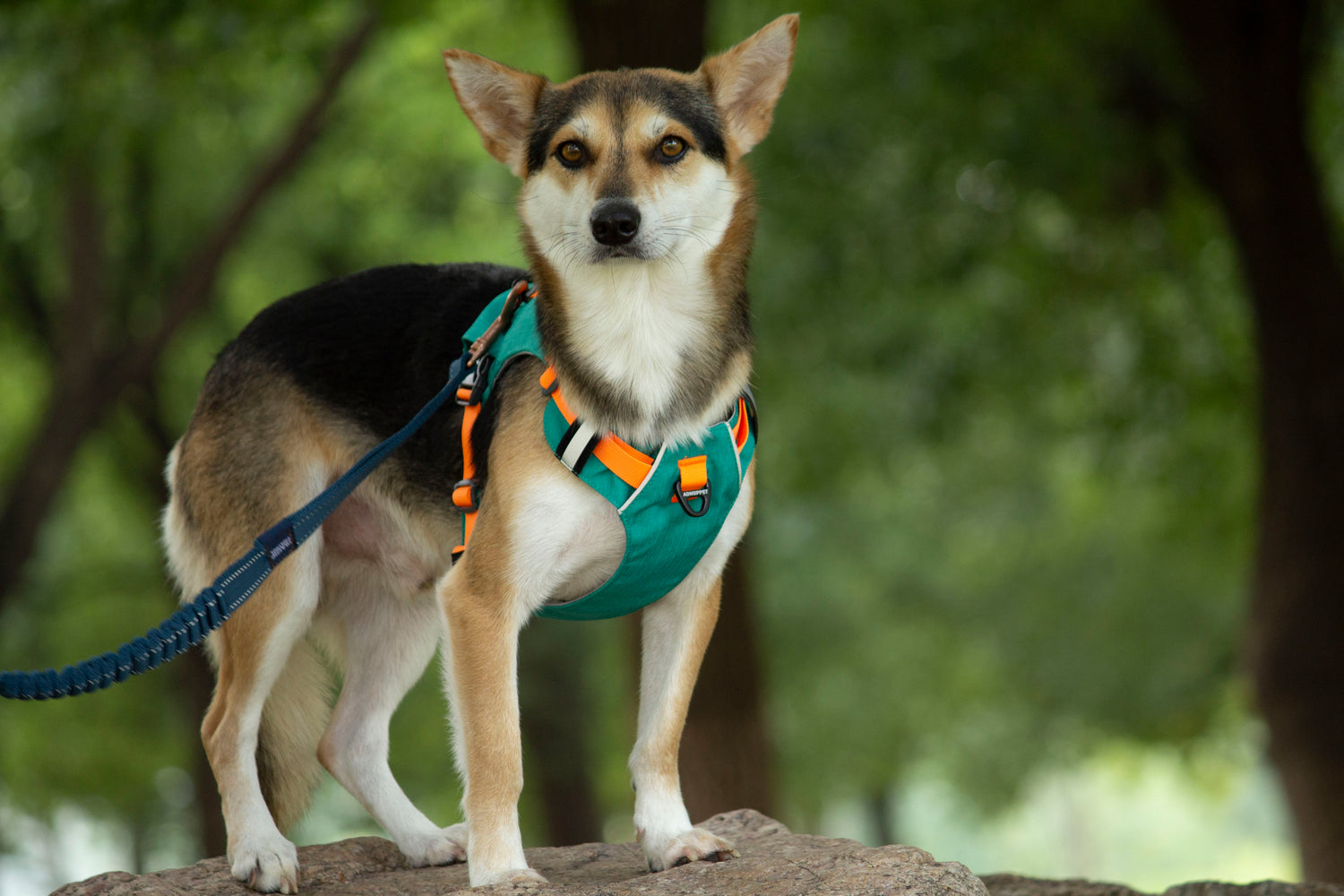 MOUNTAIN TREK HARNESS-GREEN