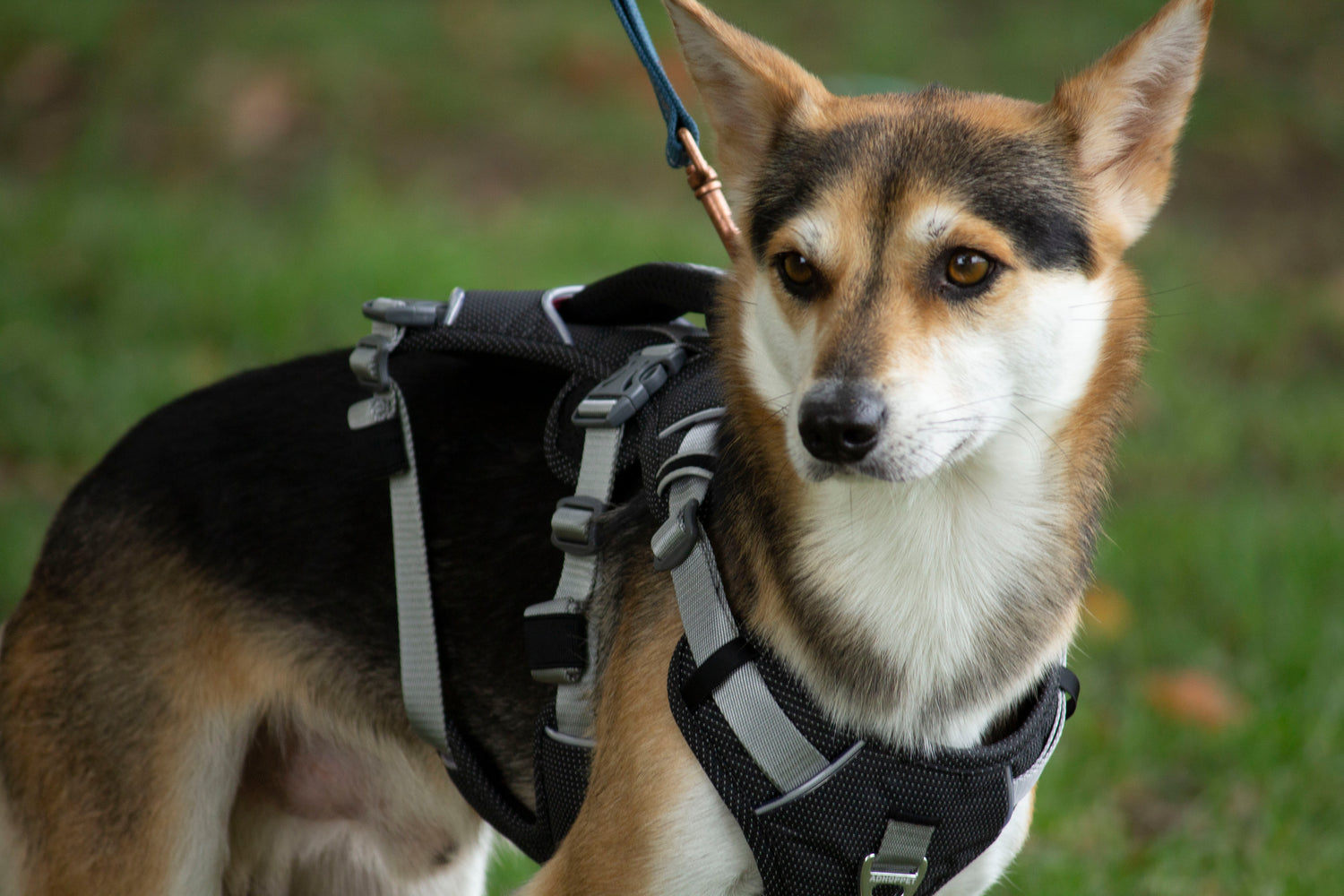 Trailer Harness-Reflective Oxford