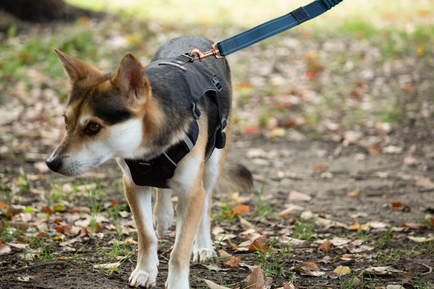 MOUNTAIN TREK HARNESS-BLACK