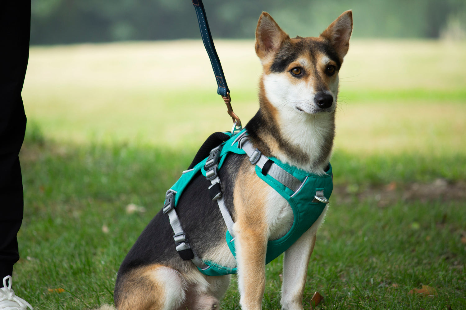 Trailer Harness-Sage