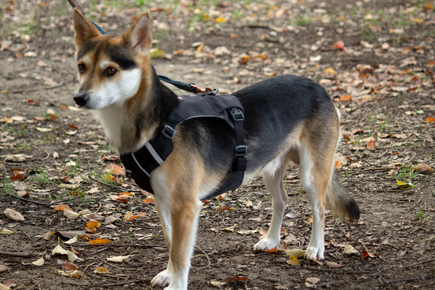 MOUNTAIN TREK HARNESS-BLACK