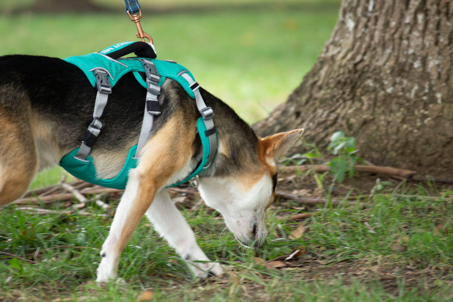 Trailer Harness-Sage