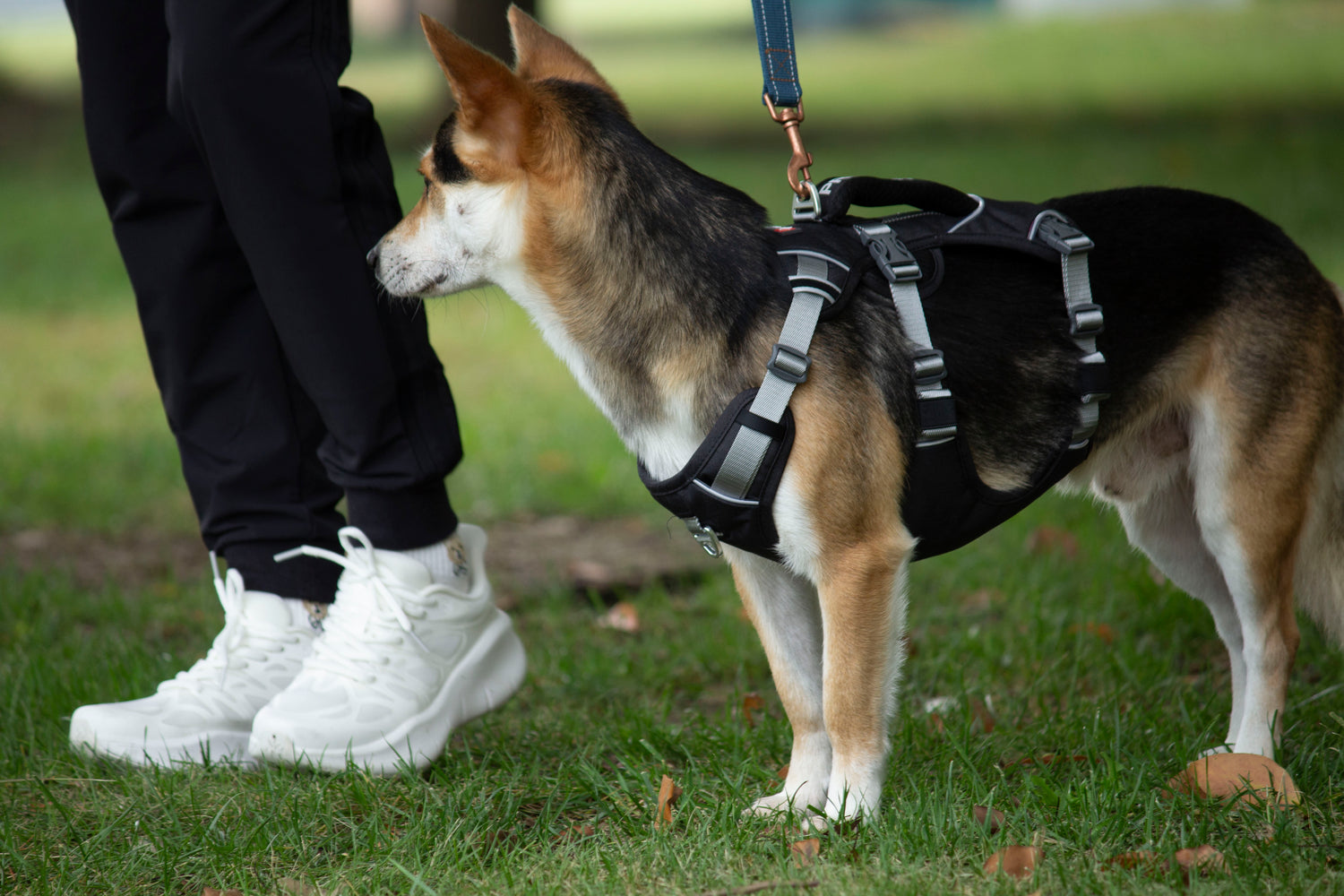 Trailer Harness-Reflective Oxford