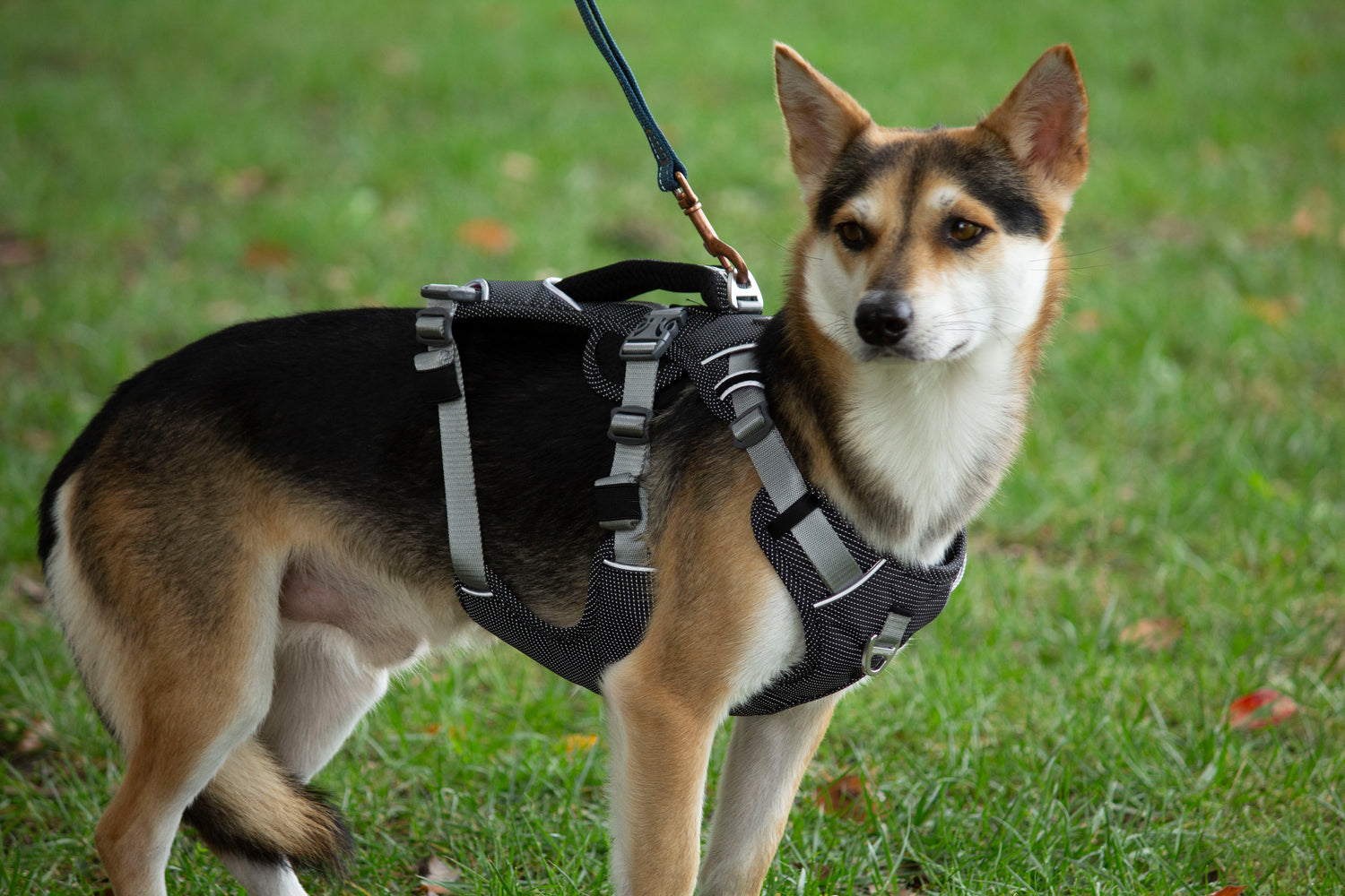 Trailer Harness-Reflective Oxford