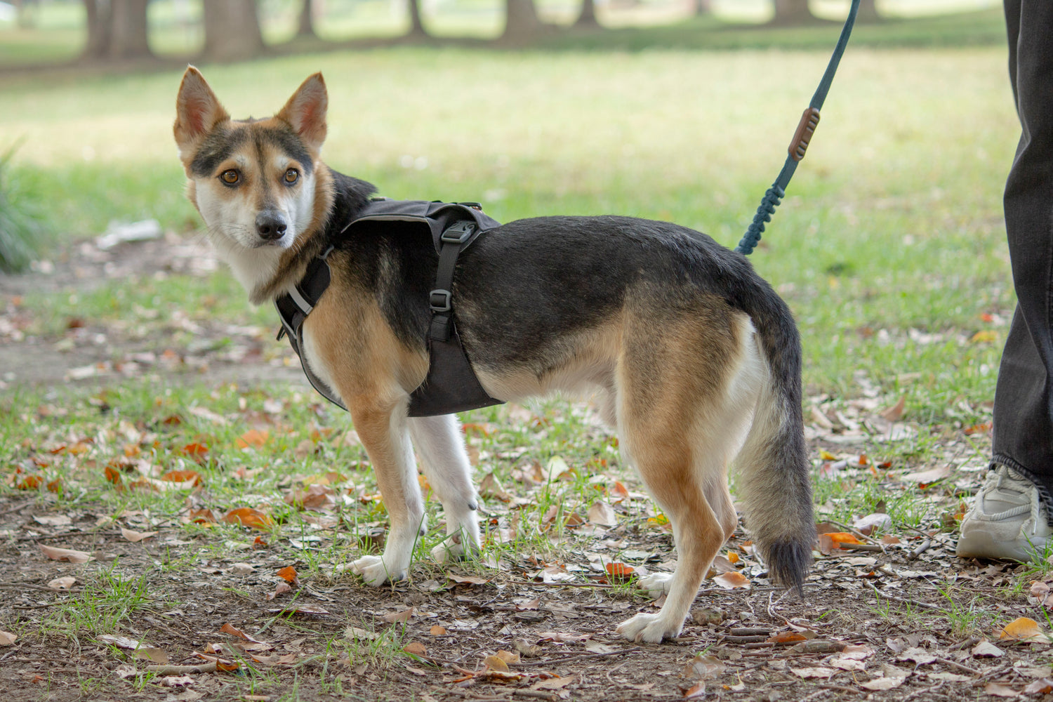 MOUNTAIN TREK HARNESS-BLACK