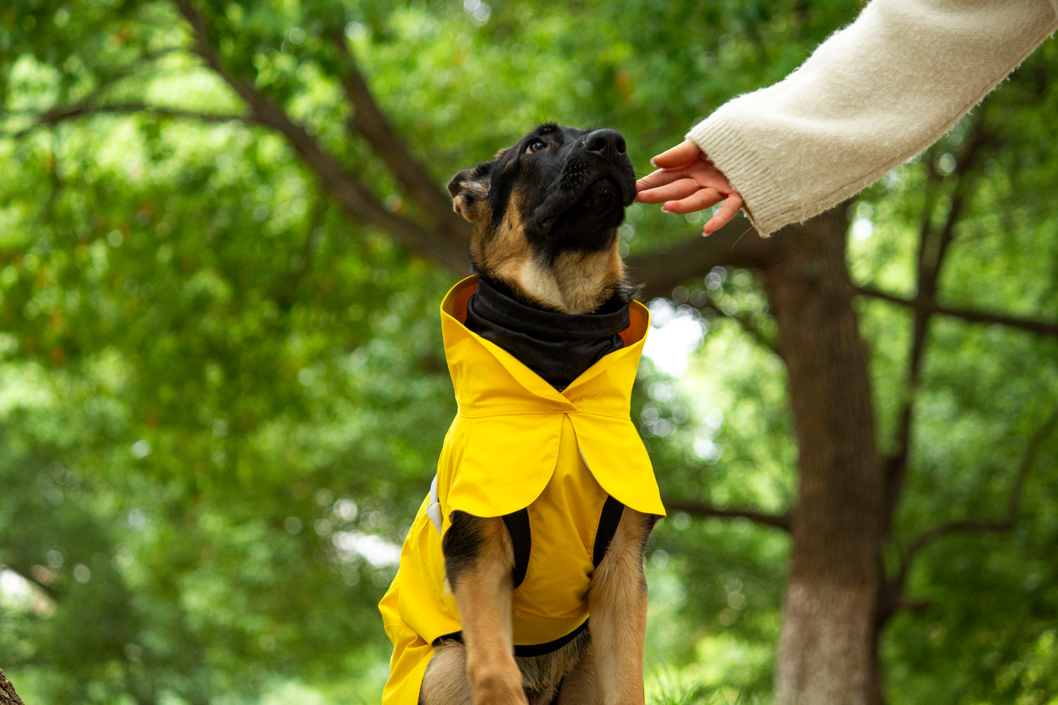 FOREST MIST RAINCOAT/Yellow