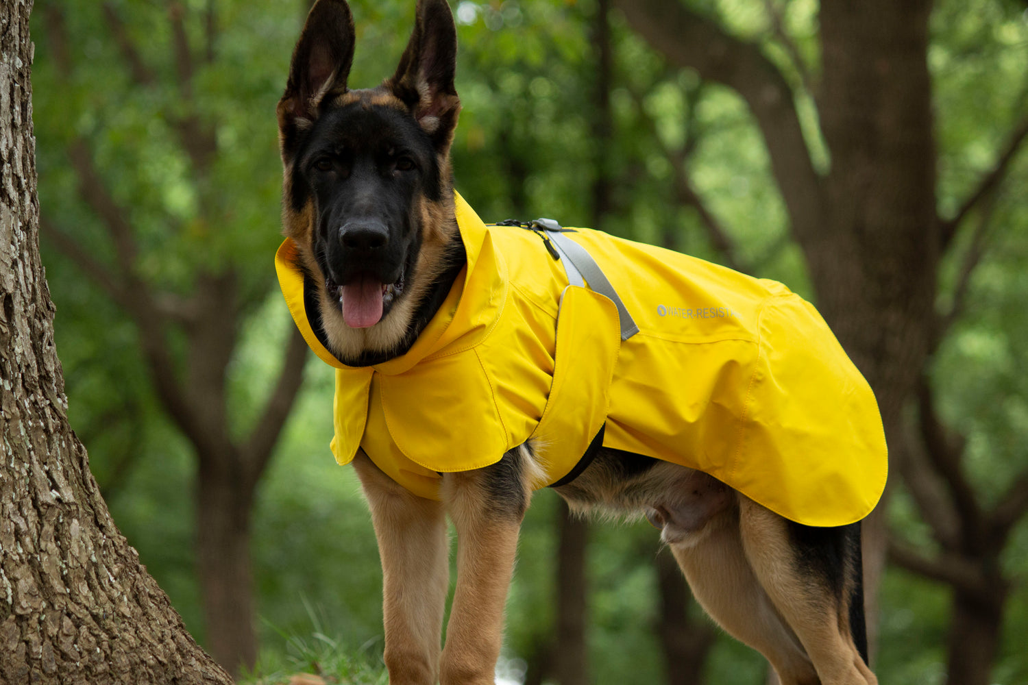 FOREST MIST RAINCOAT/Yellow