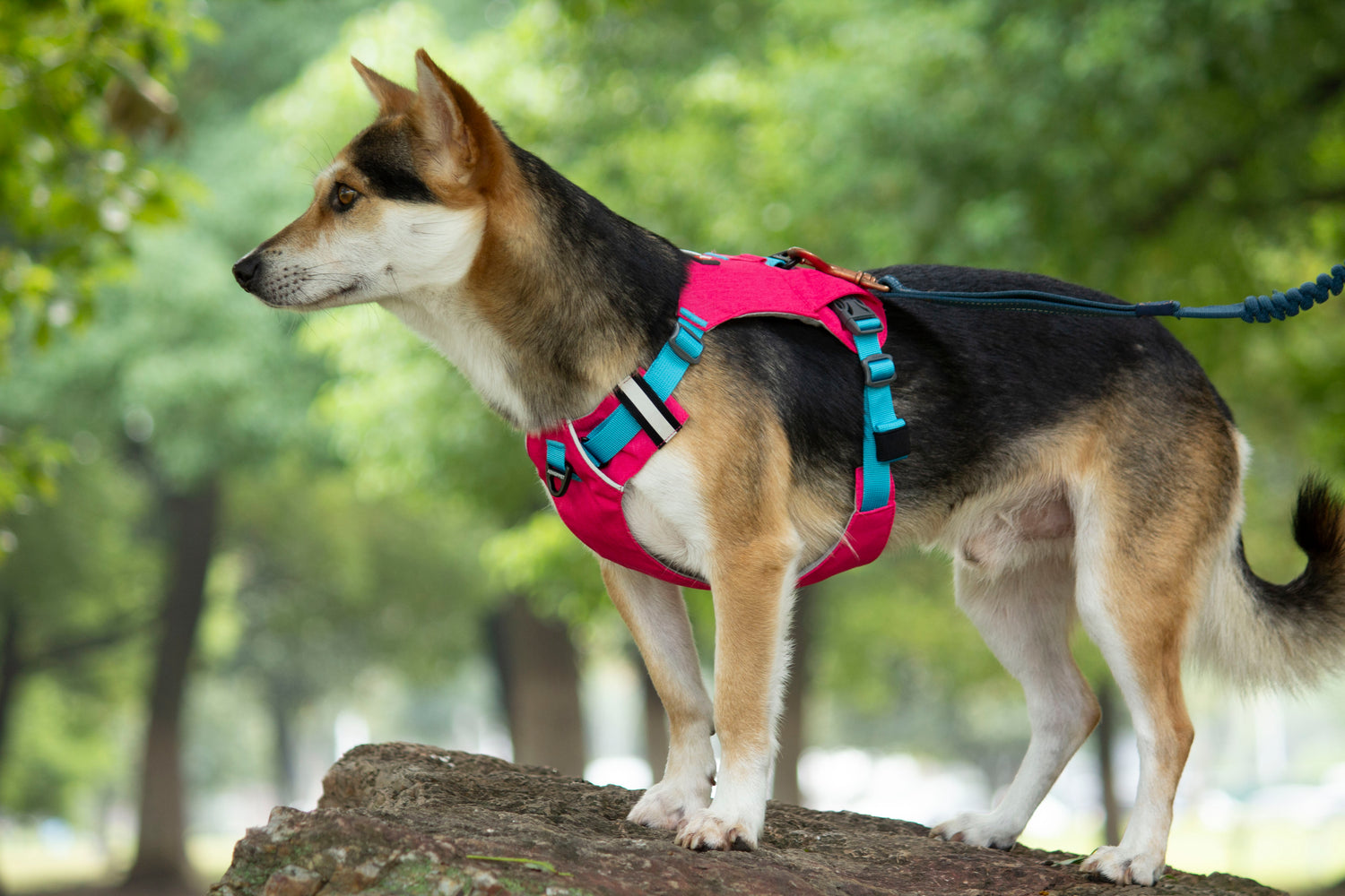 MOUNTAIN TREK HARNESS/TANGERINE