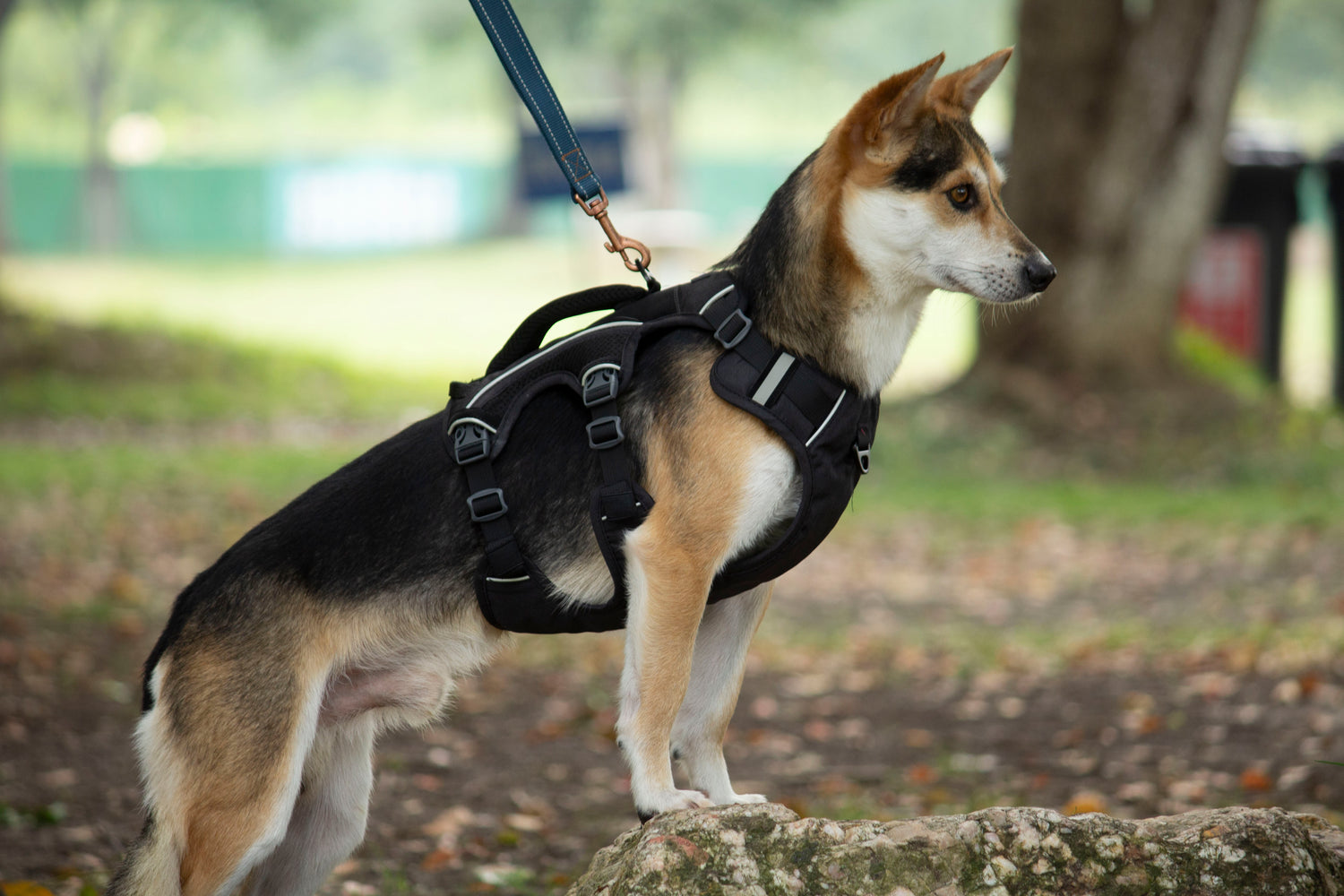 SPRINTER HARNESS/AD-SS002