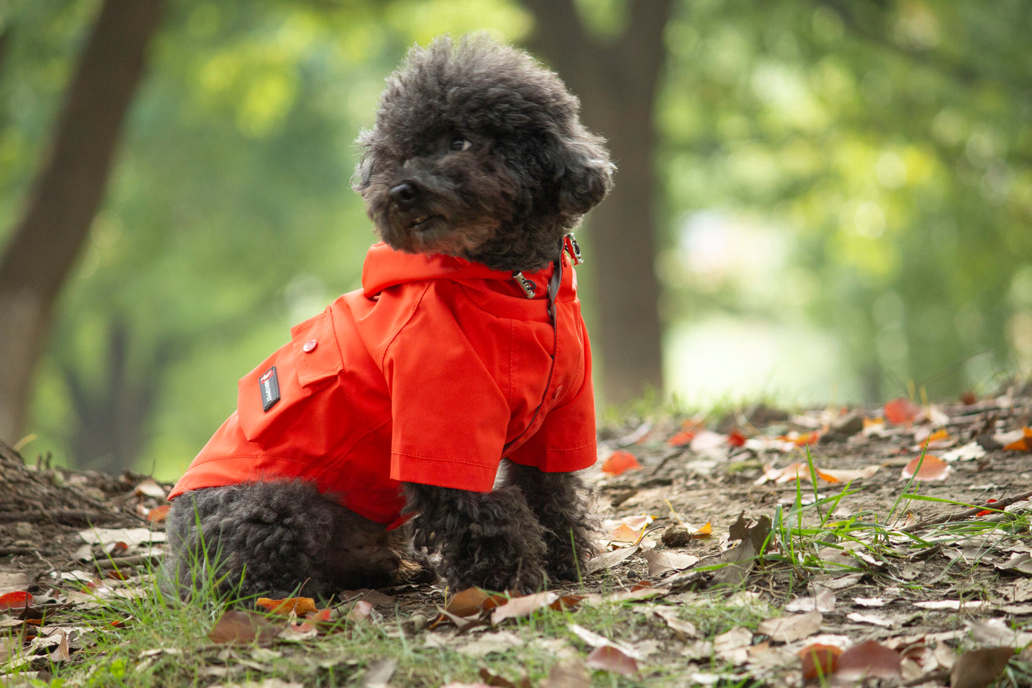 Doggie Rainshield-Orange
