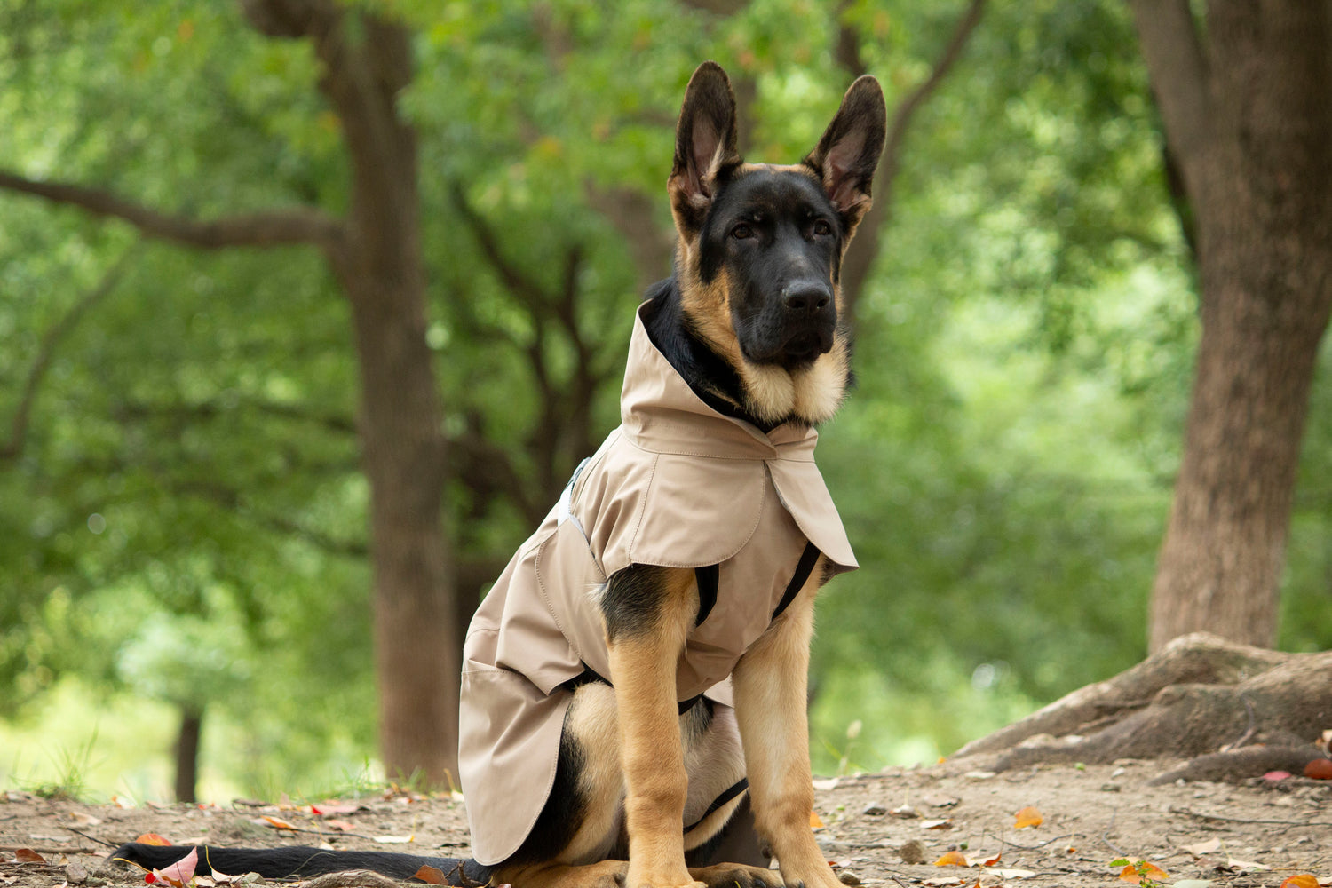 FOREST MIST RAINCOAT/Sable