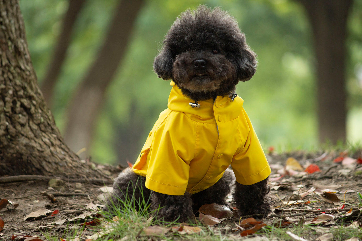 Doggie Rainshield-Yellow