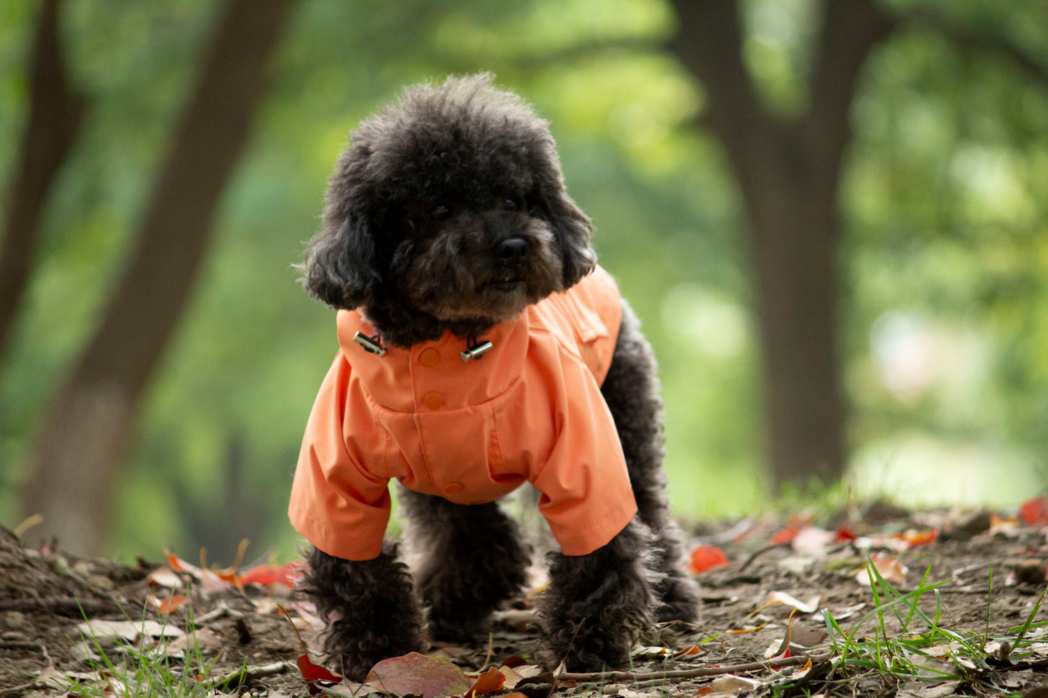 Doggie Rainshield-Tangerine