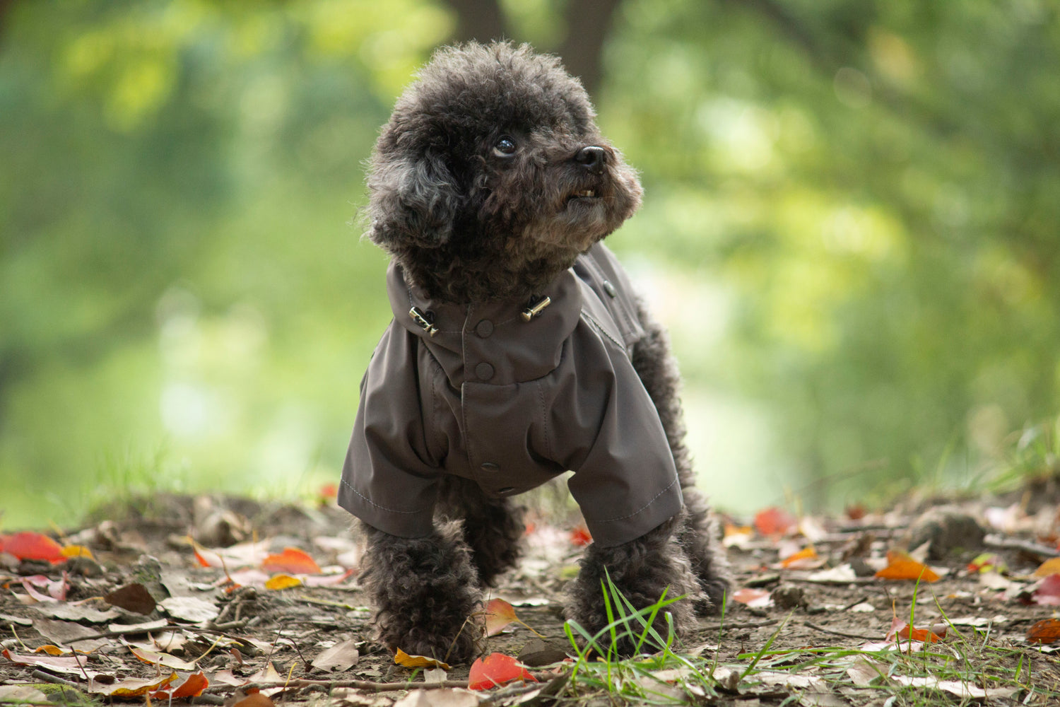 Doggie Rainshield-Grey