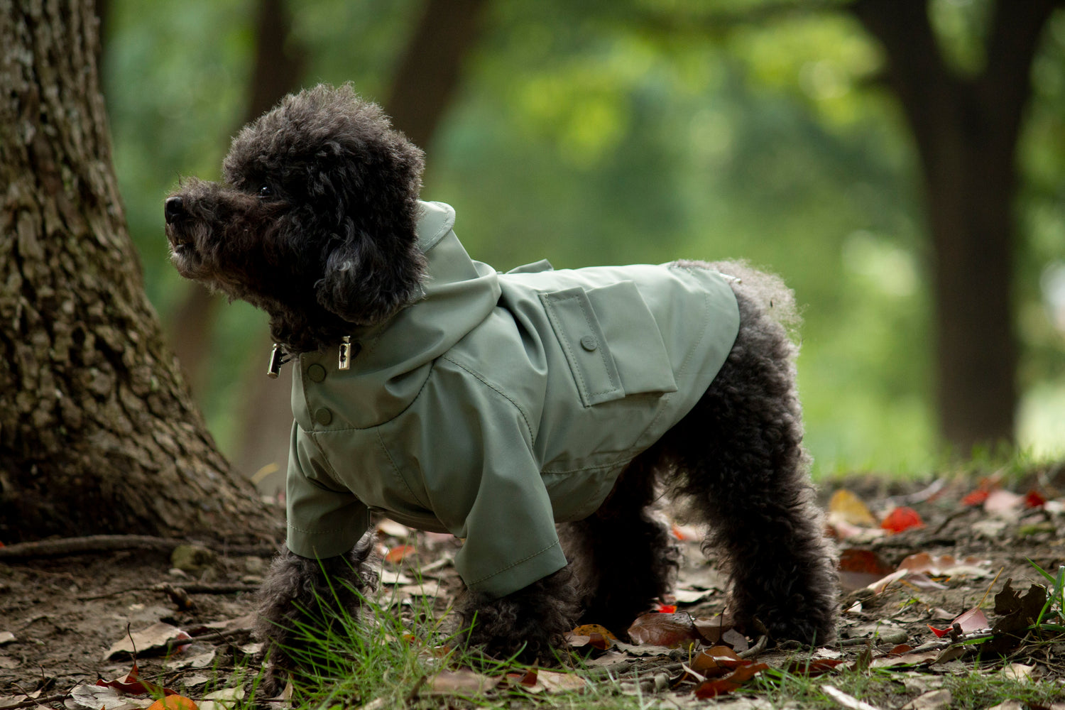 Doggie Rainshield-Olive