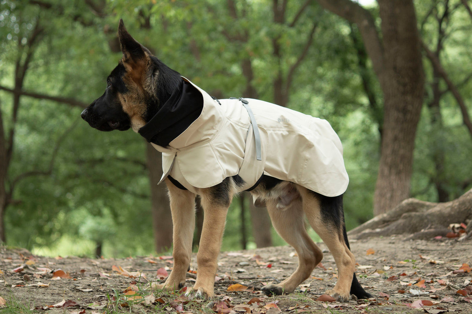 FOREST MIST RAINCOAT/Beige