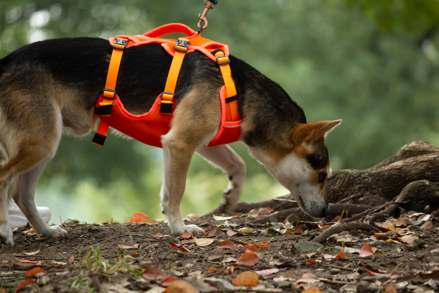 MESH DELIGHT/ Orange
