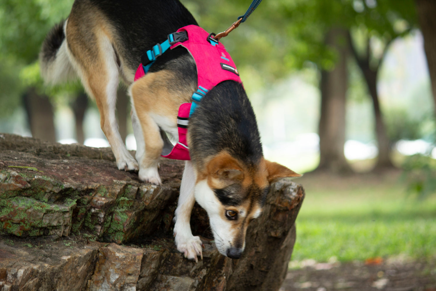 MOUNTAIN TREK HARNESS/TANGERINE