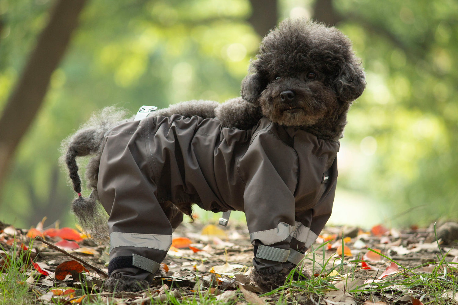 Shield-Protective All-Weather Dog Pants/Grey