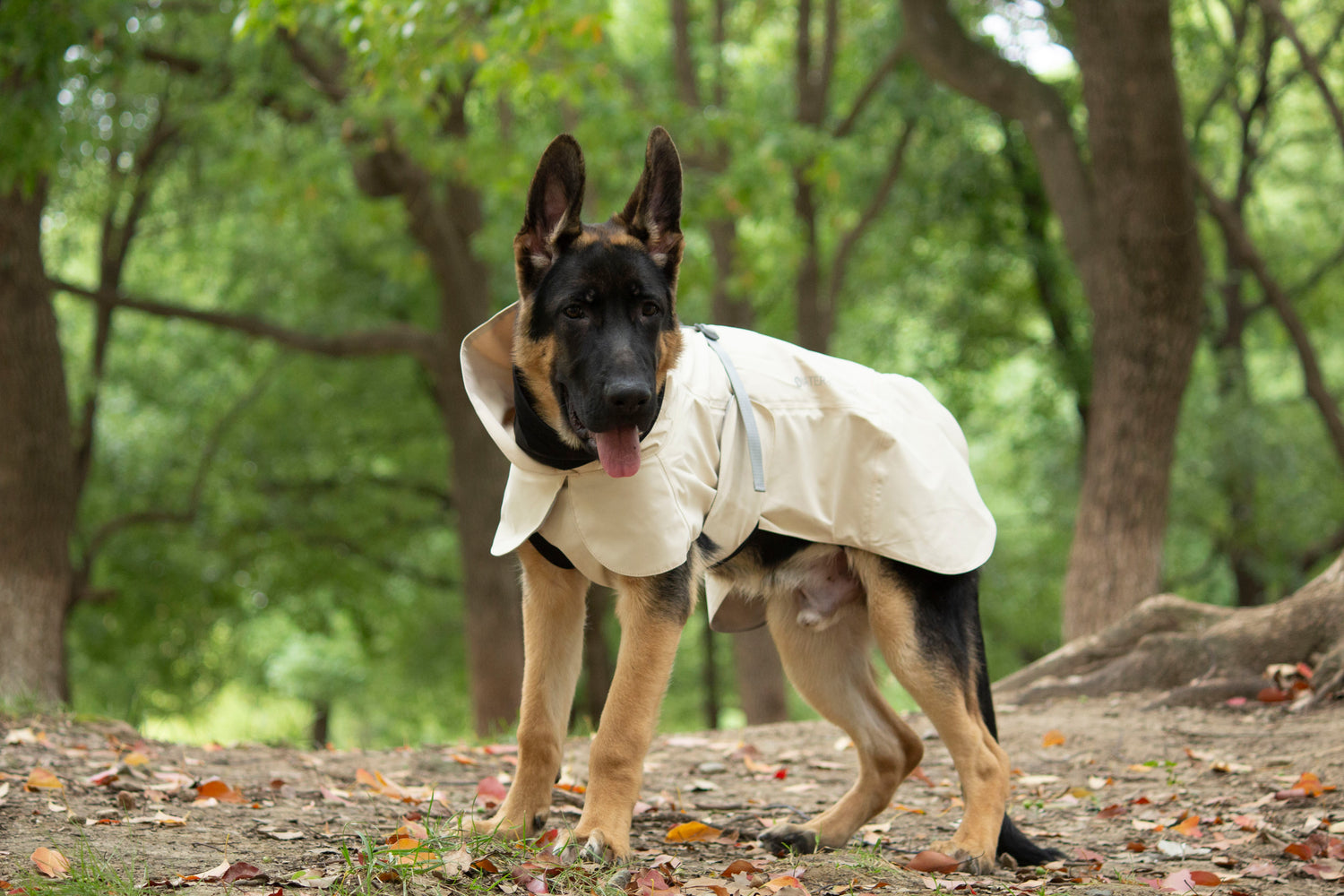 FOREST MIST RAINCOAT/Beige