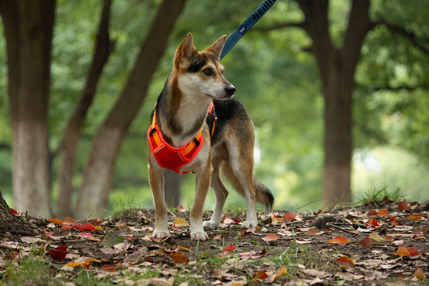 MESH DELIGHT/ Orange