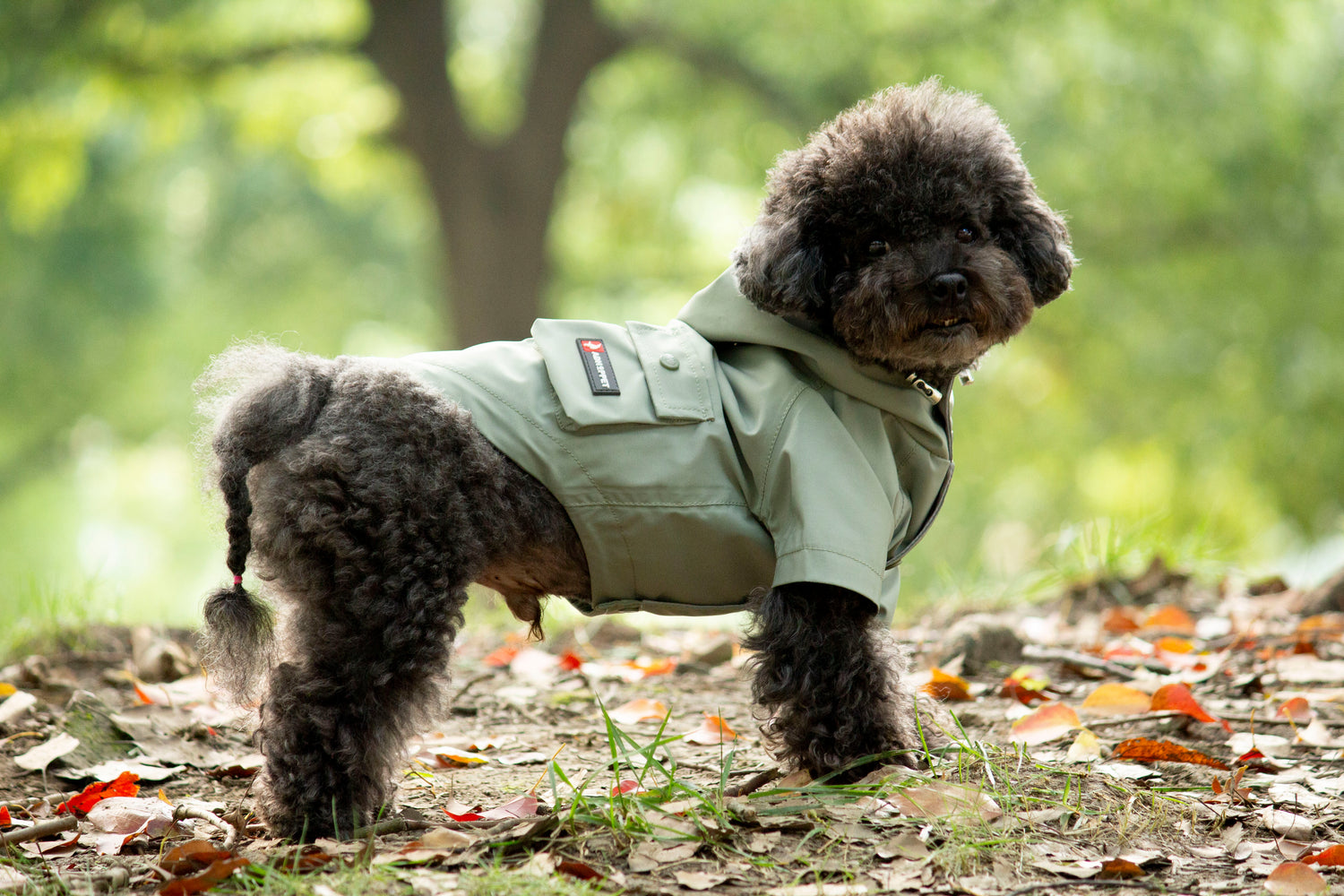 Doggie Rainshield-Olive