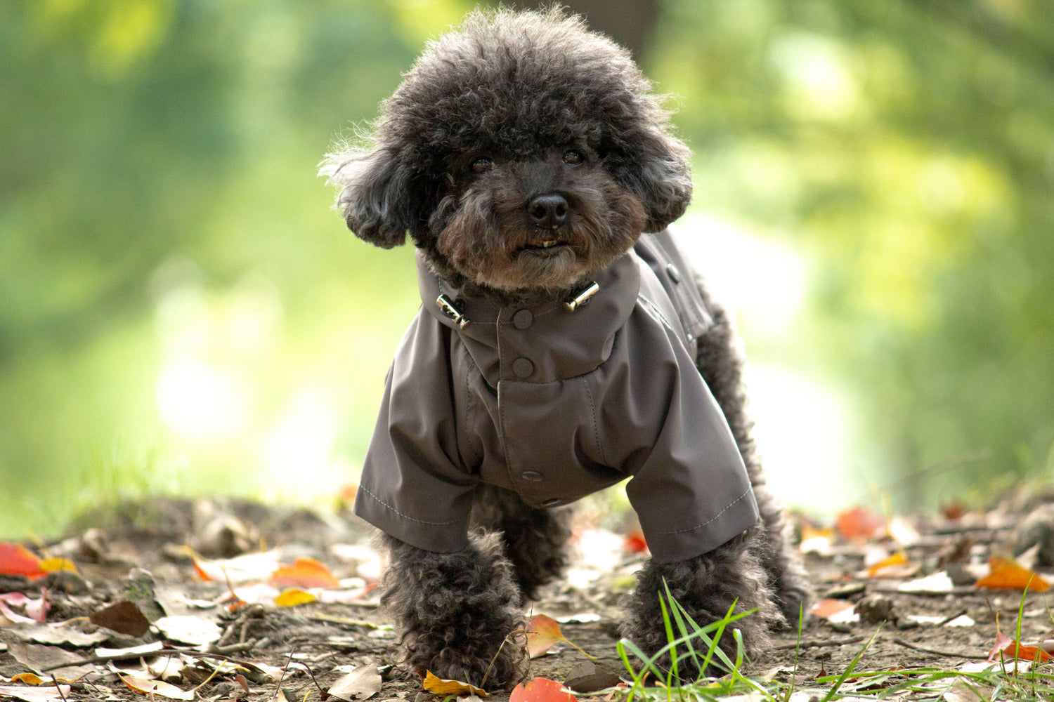 Doggie Rainshield-Grey