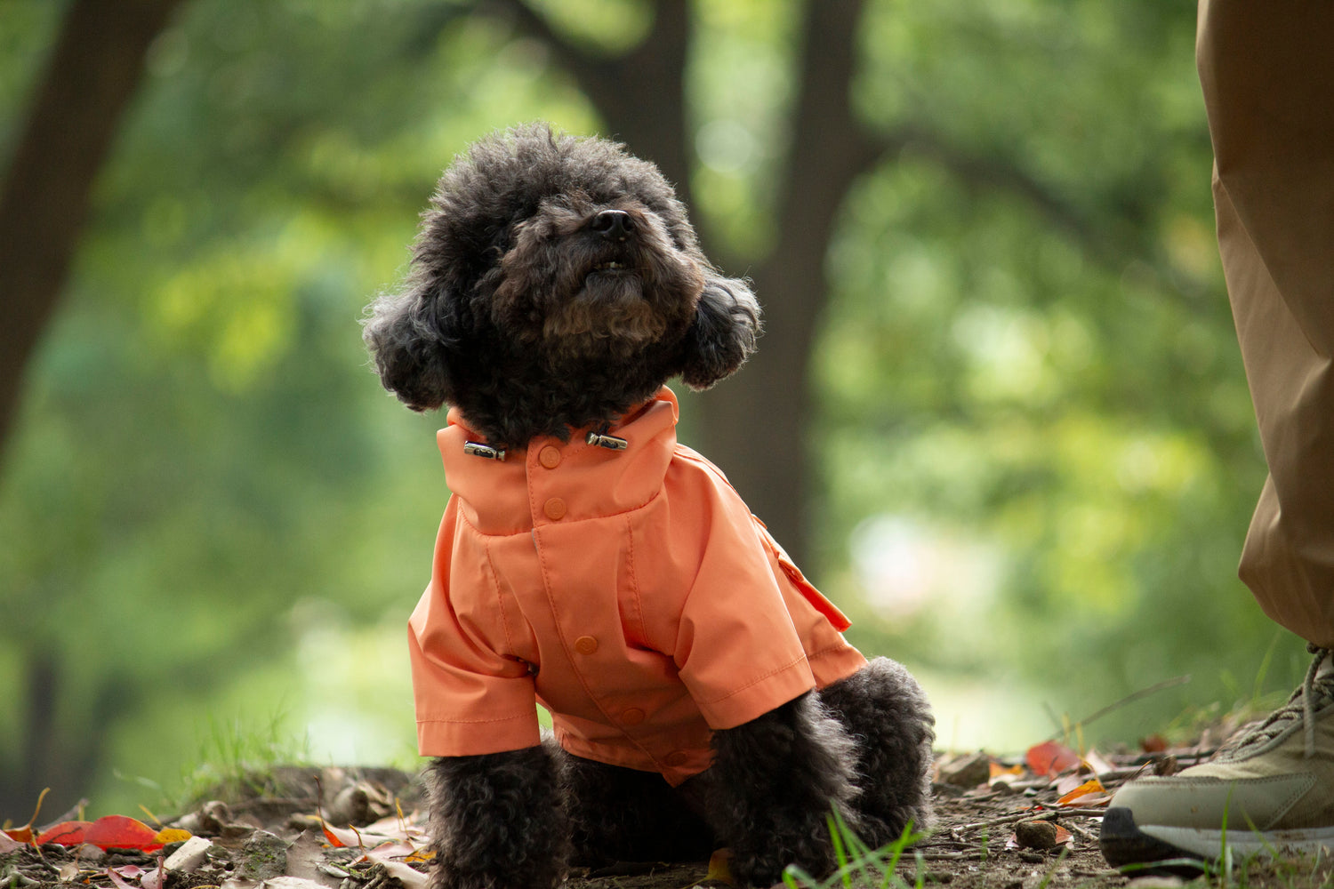 Doggie Rainshield-Tangerine