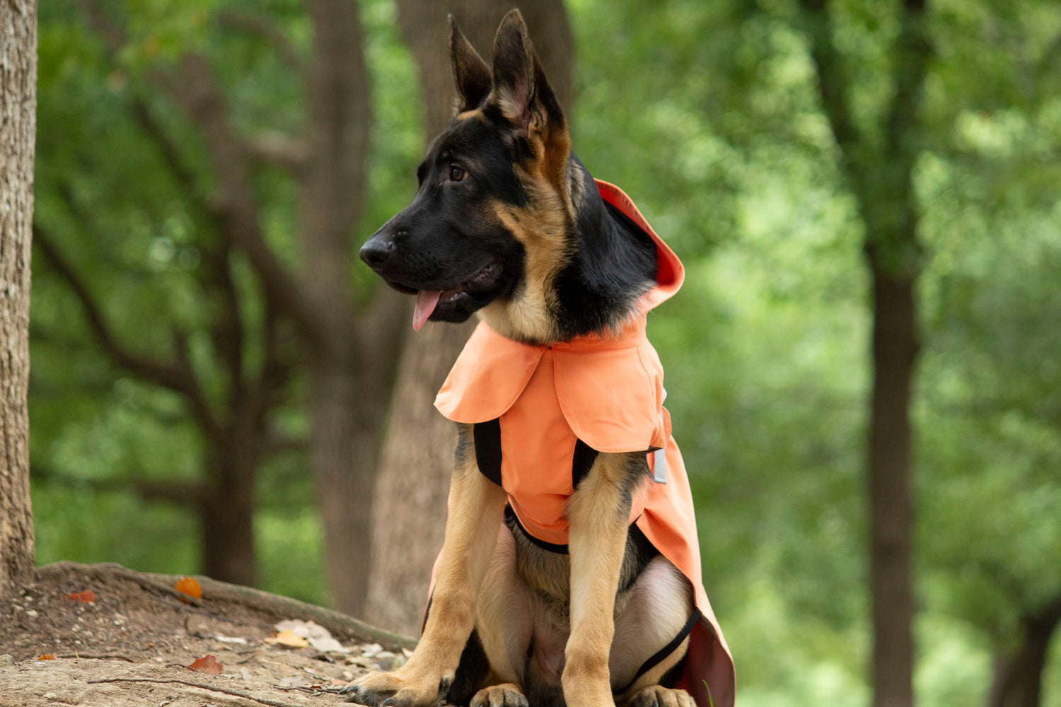 FOREST MIST RAINCOAT/Orange