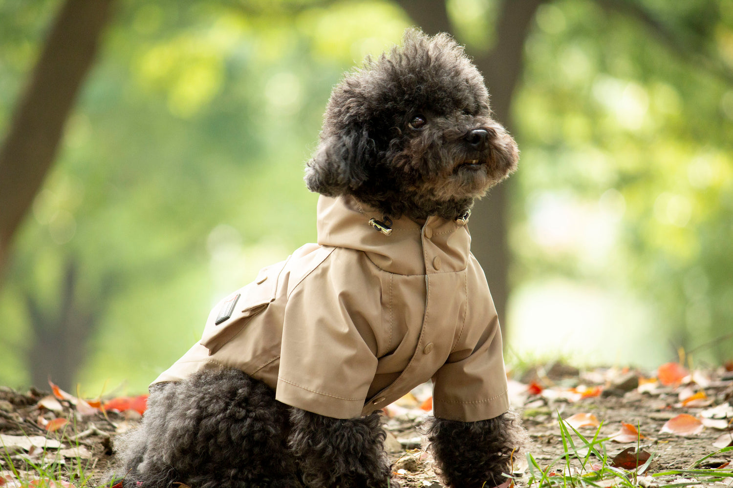 Doggie Rainshield-Sable