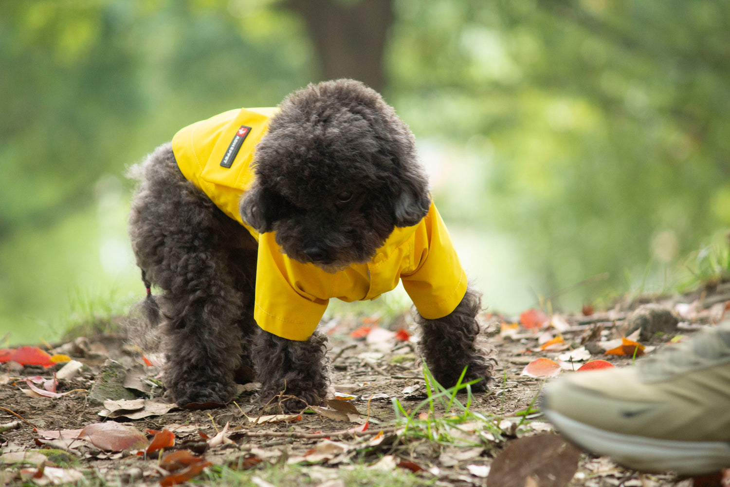 Doggie Rainshield-Yellow