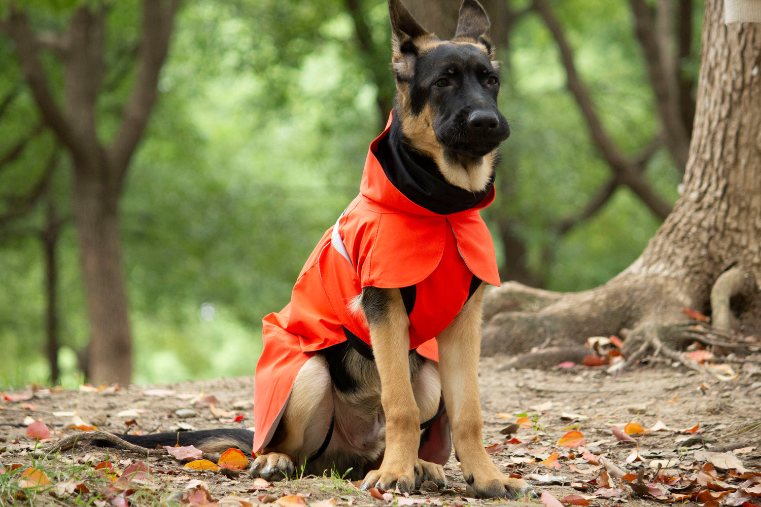 FOREST MIST RAINCOAT/Tangerine