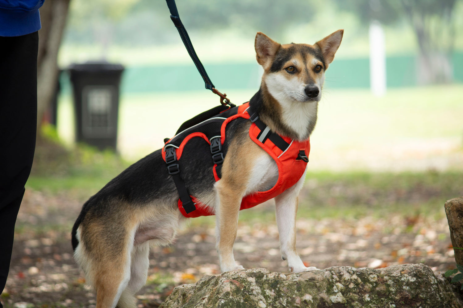 SPRINTER HARNESS/AD-SS003