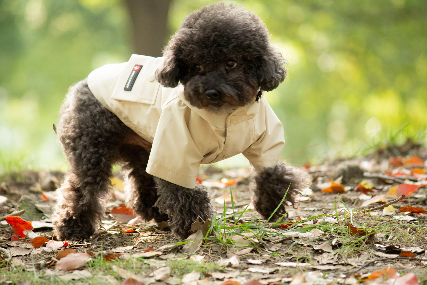 Doggie Rainshield-Beige