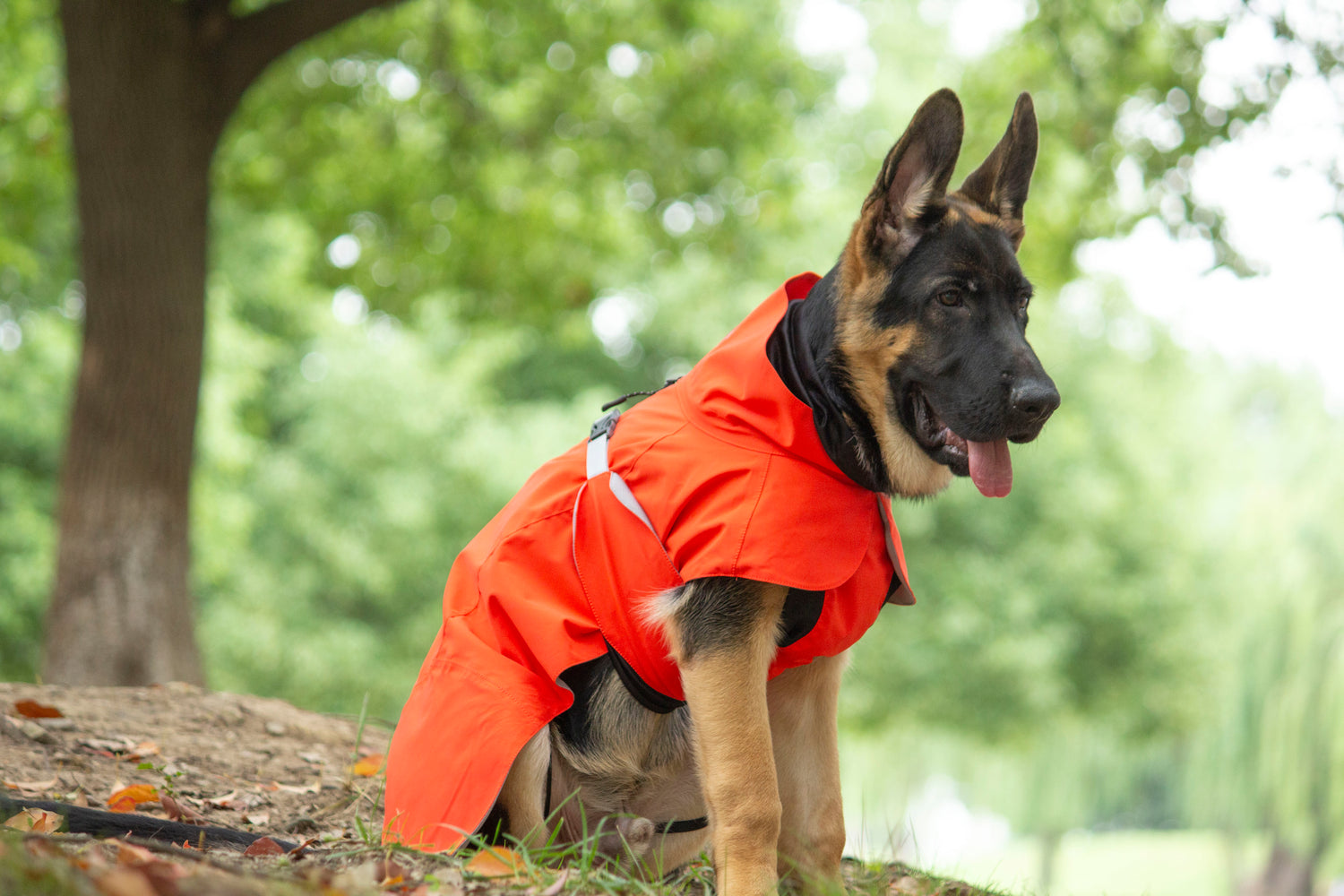 FOREST MIST RAINCOAT/Tangerine