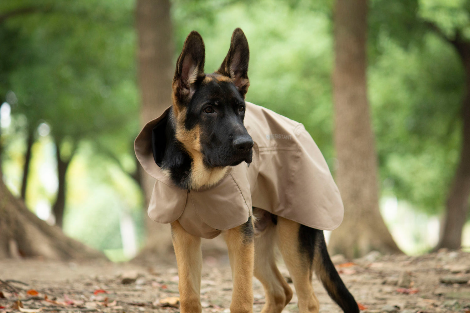 FOREST MIST RAINCOAT/Sable