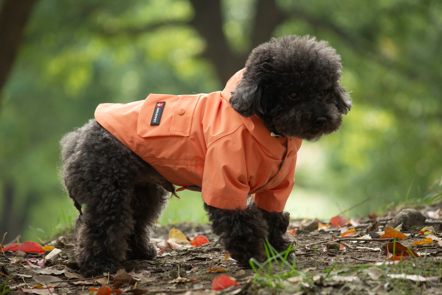 Doggie Rainshield-Tangerine