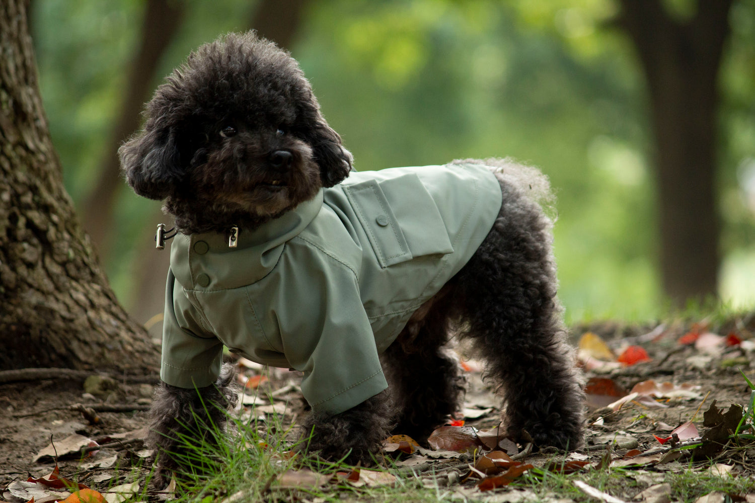 Doggie Rainshield-Olive