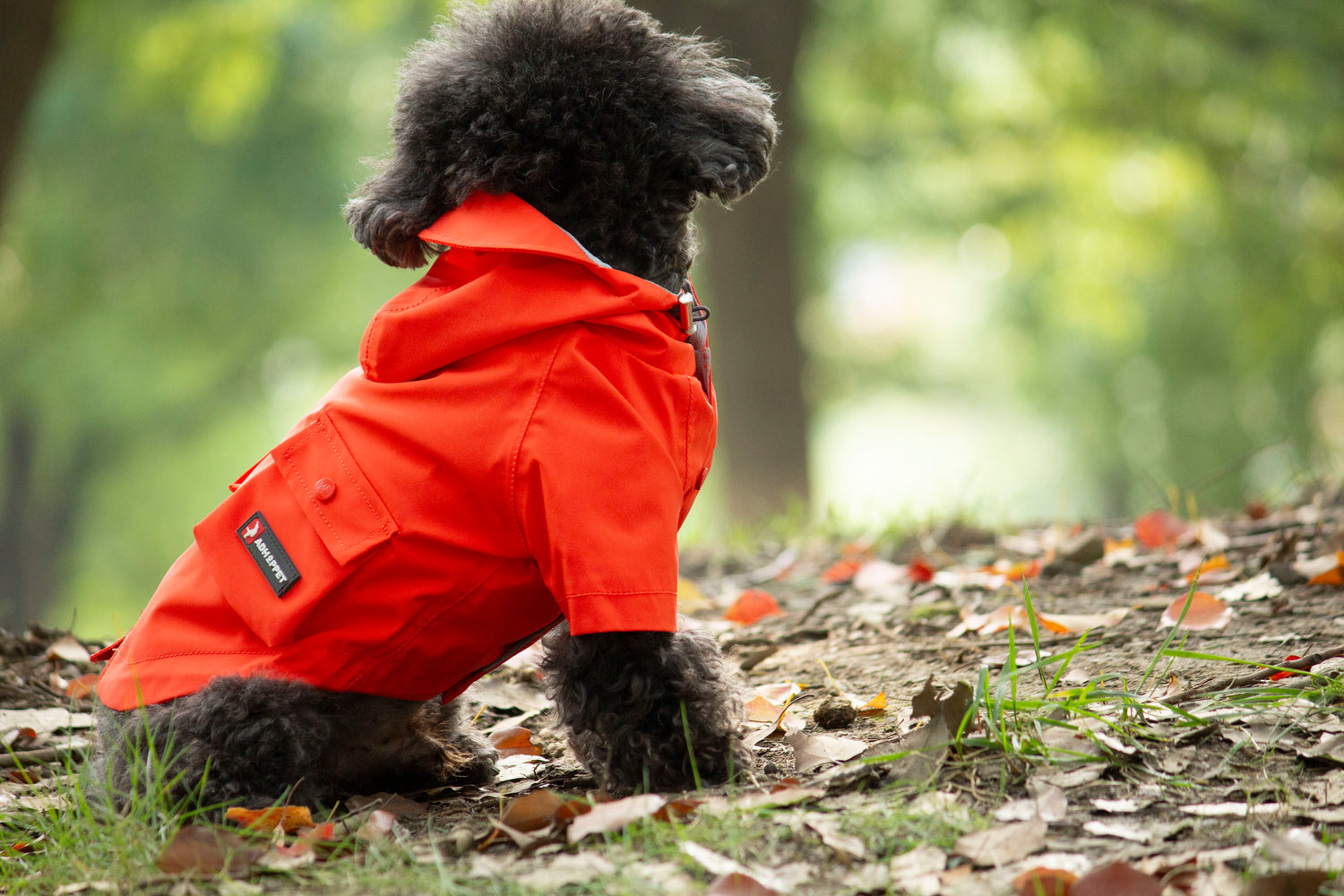 Doggie Rainshield-Orange