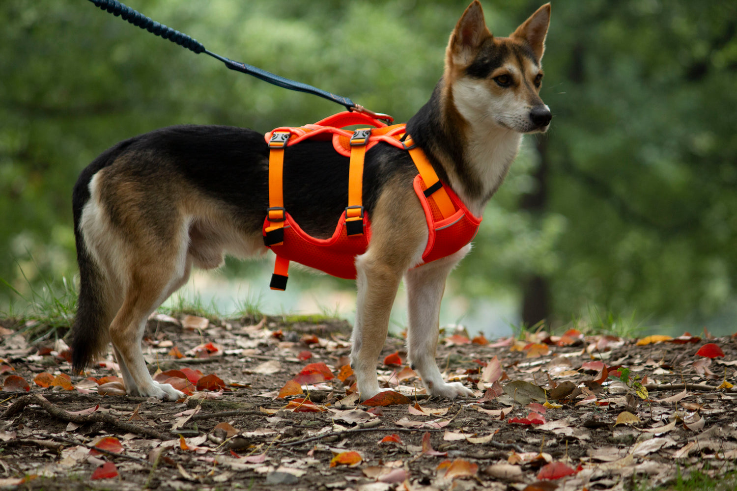 MESH DELIGHT/ Orange