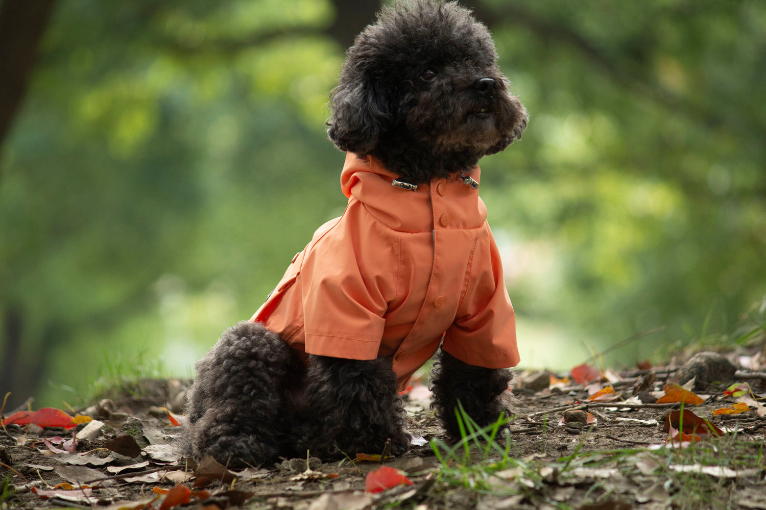 Doggie Rainshield-Tangerine