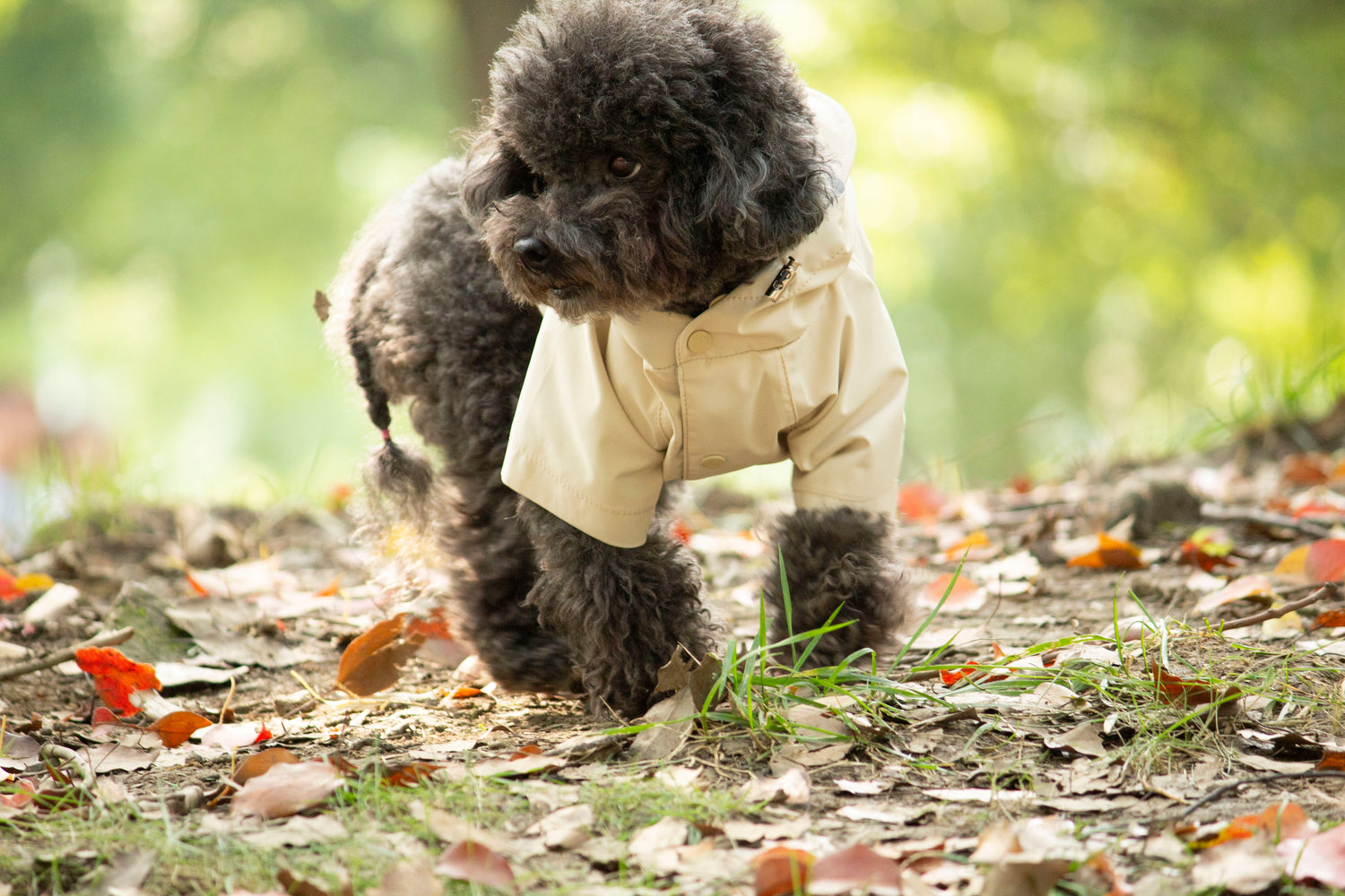 Doggie Rainshield-Beige