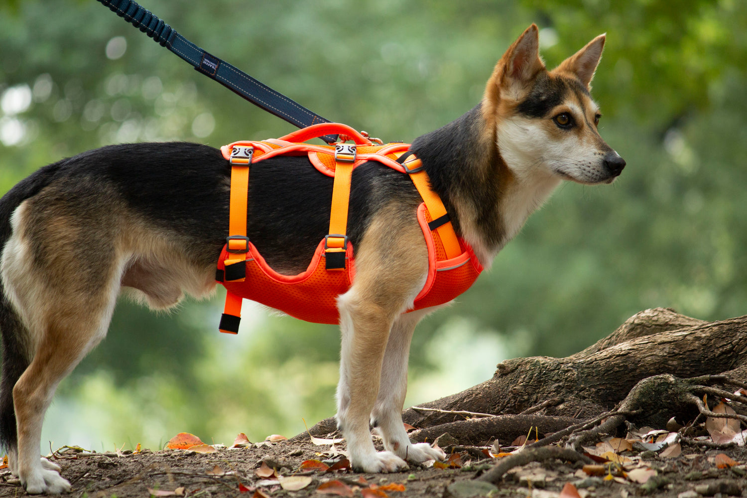 MESH DELIGHT/ Orange