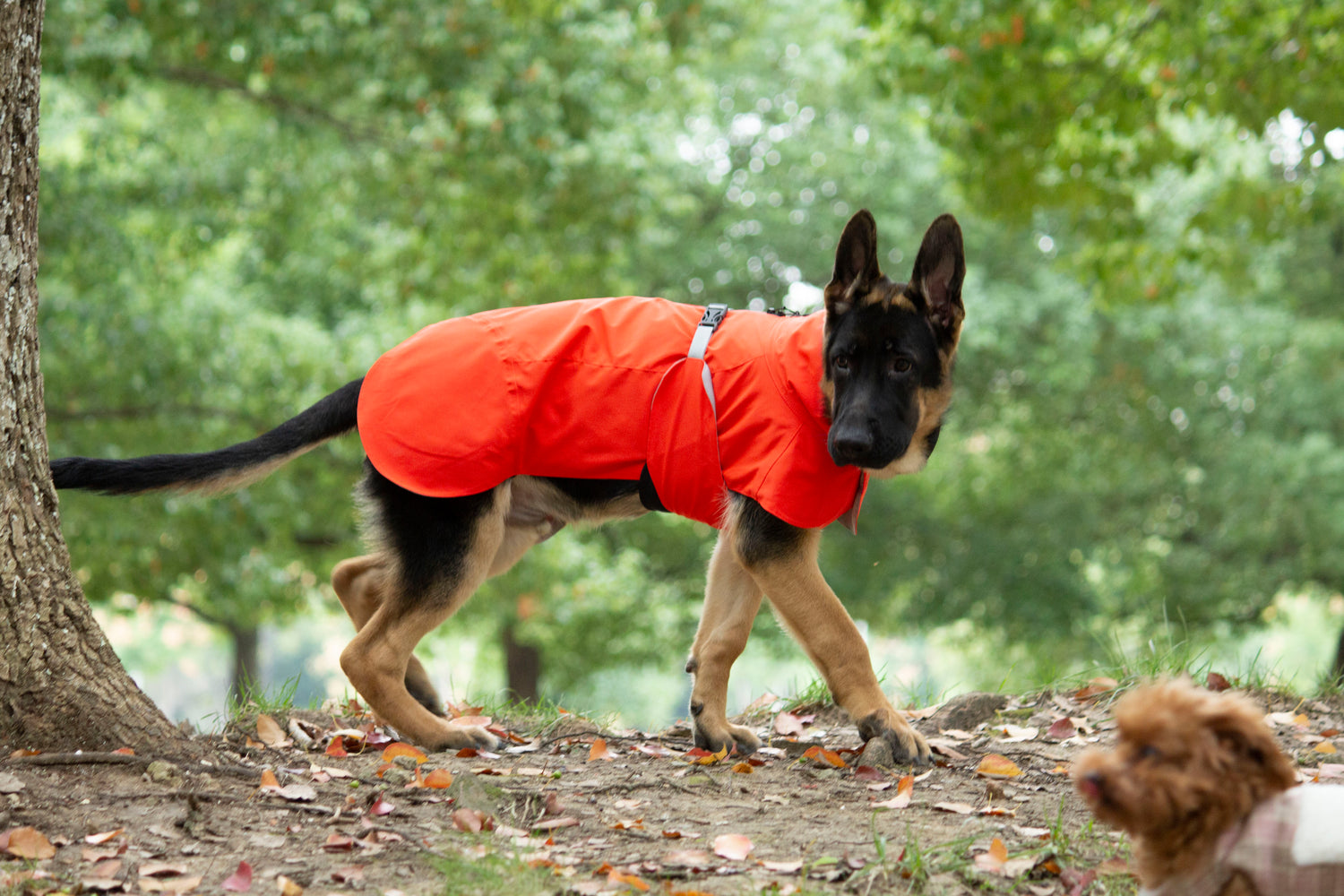 FOREST MIST RAINCOAT/Tangerine