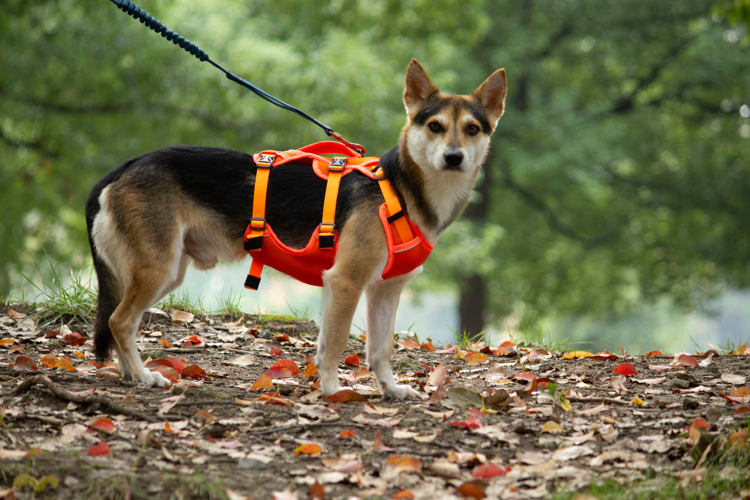 MESH DELIGHT/ Orange