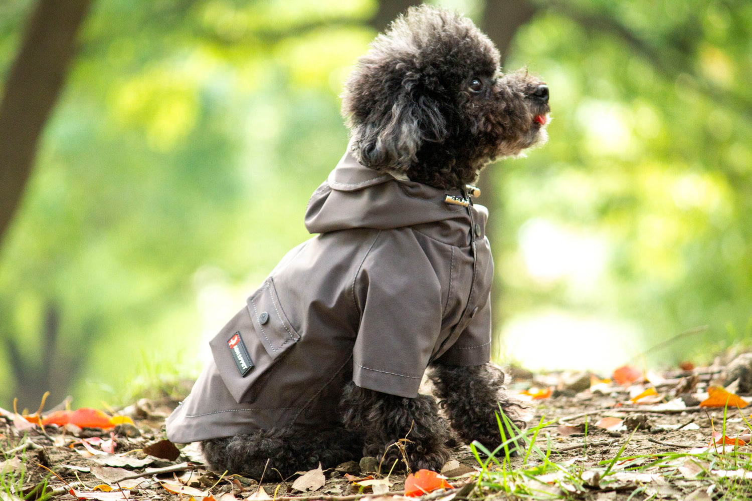 Doggie Rainshield-Grey