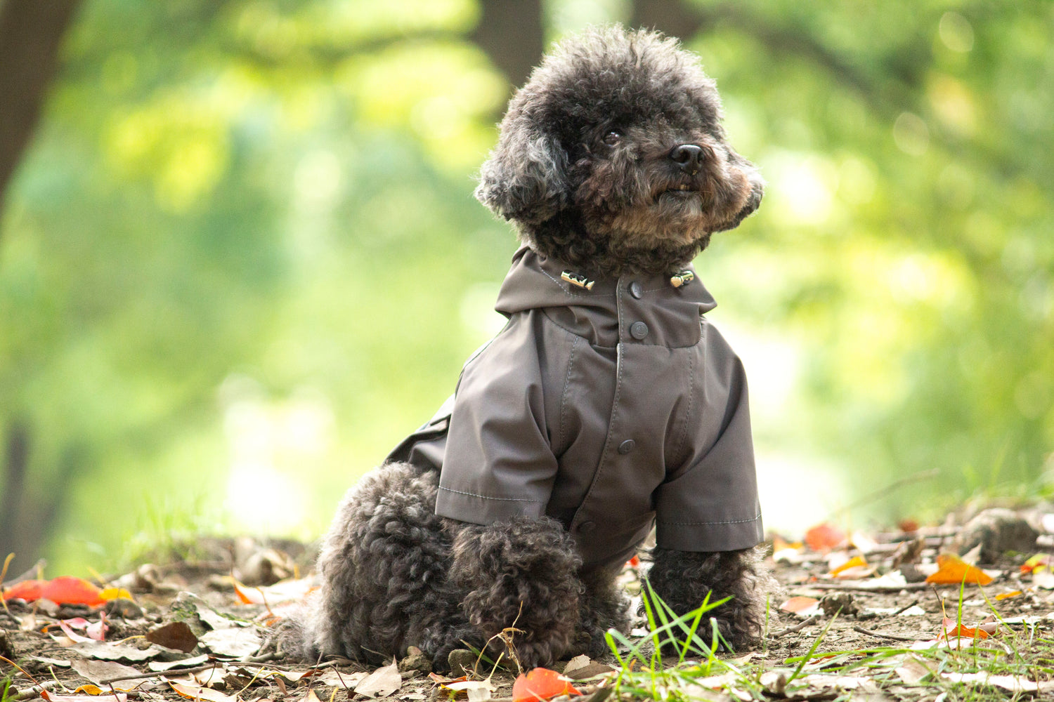 Doggie Rainshield-Grey