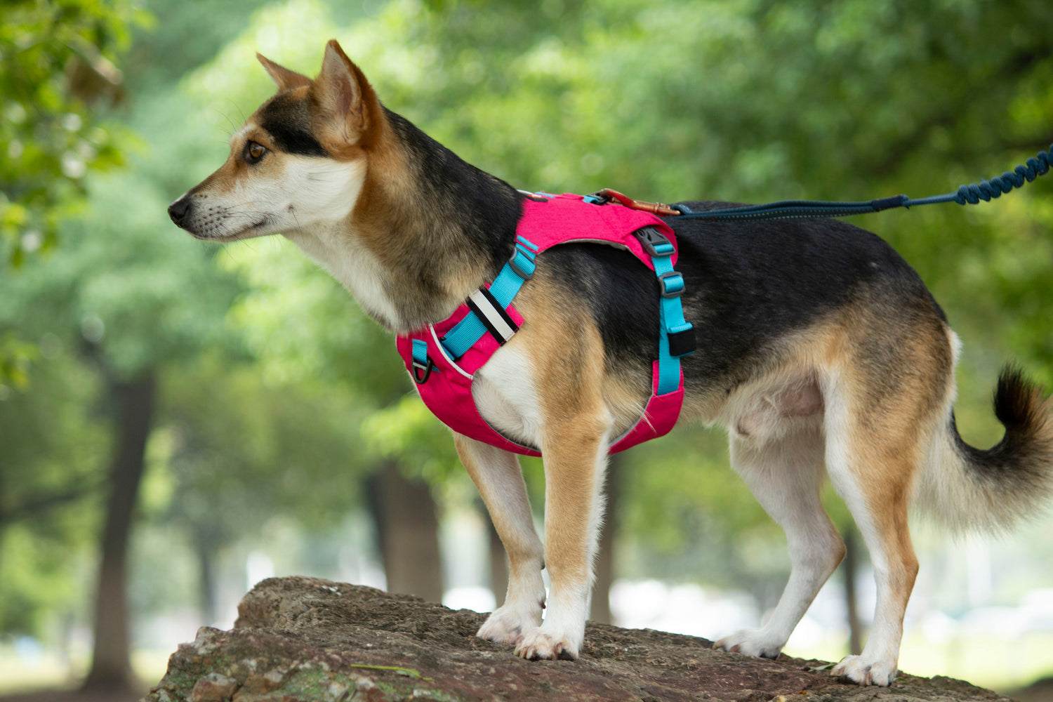 MOUNTAIN TREK HARNESS-PINK