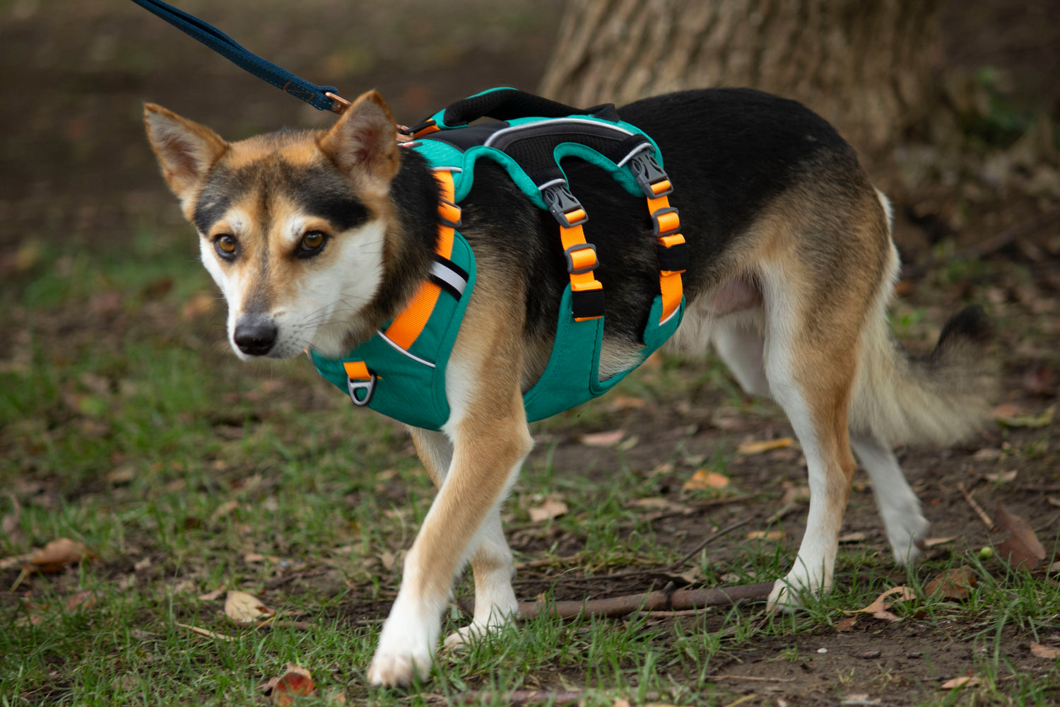 SPRINTER HARNESS/AD-SS05